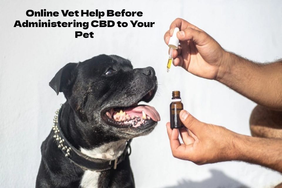 Online Vet Help Before Administering CBD to Your Pet
